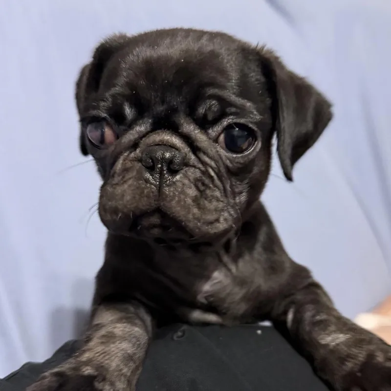 Bugsy thumbnail 2