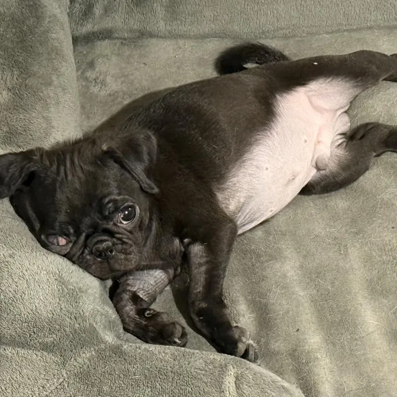 Bugsy thumbnail 5