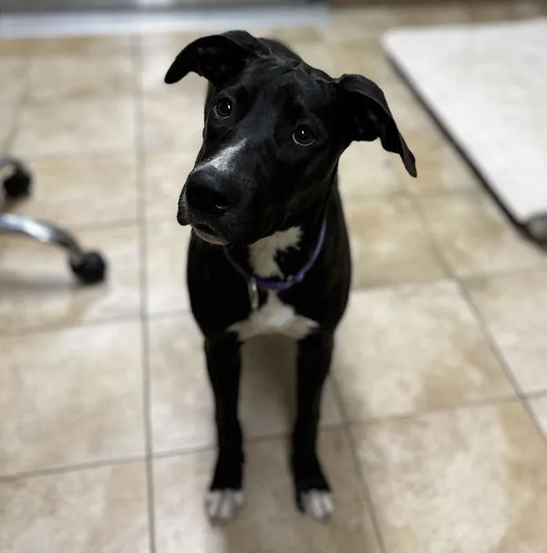 A young large-sized female Mixed Breed dog named Rainbow for adoption in Troutdale, OR
