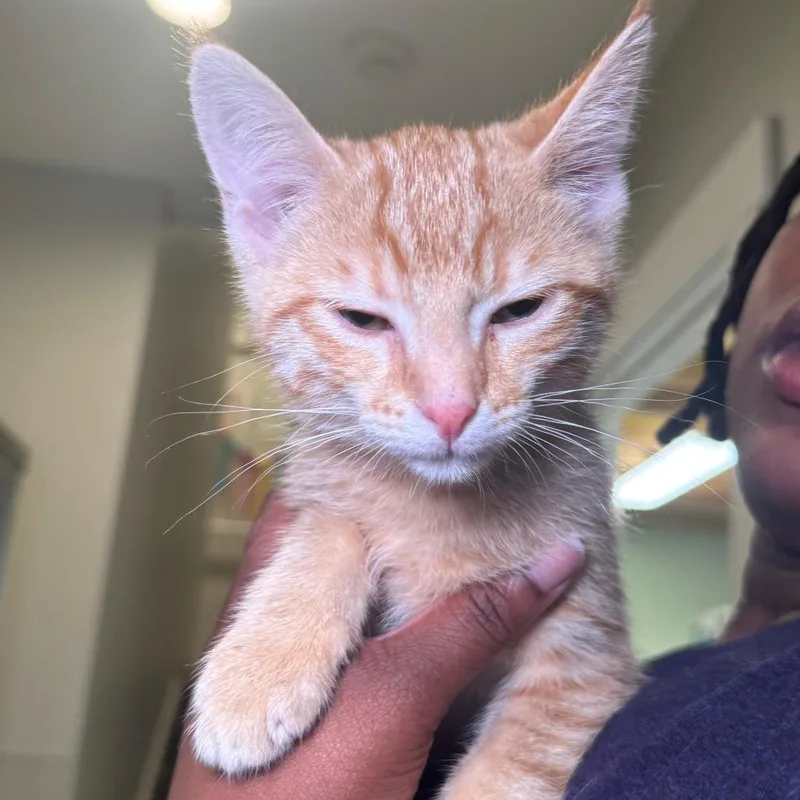 A baby small-sized male Orange / Red Domestic Short Hair cat named Chiffon for adoption in Saint Charles, MO