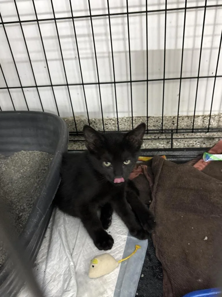 A young medium-sized male Domestic Short Hair cat named Raven for adoption in Black River Falls, WI