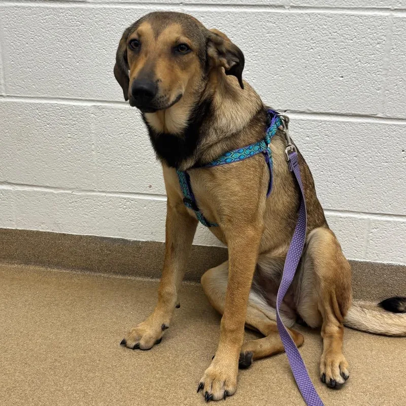 A young medium-sized female Brown / Chocolate Shepherd dog named NingNing for adoption in Corpus Christi, TX