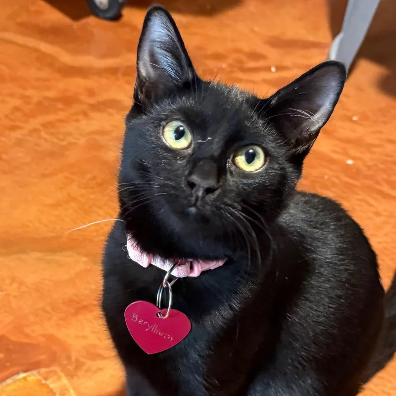 A baby small-sized female Black Domestic Short Hair cat named Beryllium for adoption in Tucson, AZ
