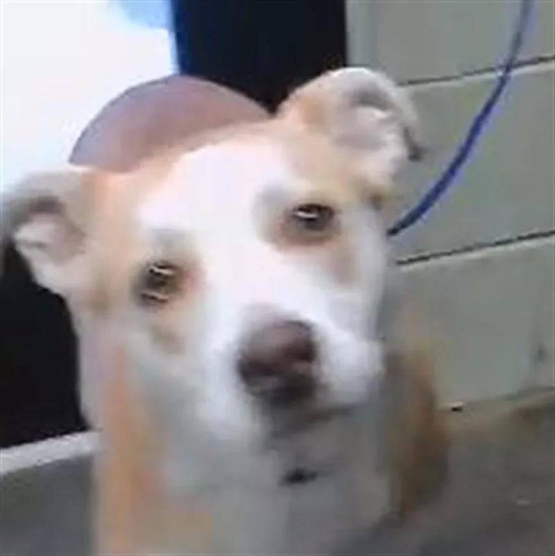 A young medium-sized female Labrador Retriever dog named Darla for adoption in Tulsa, OK