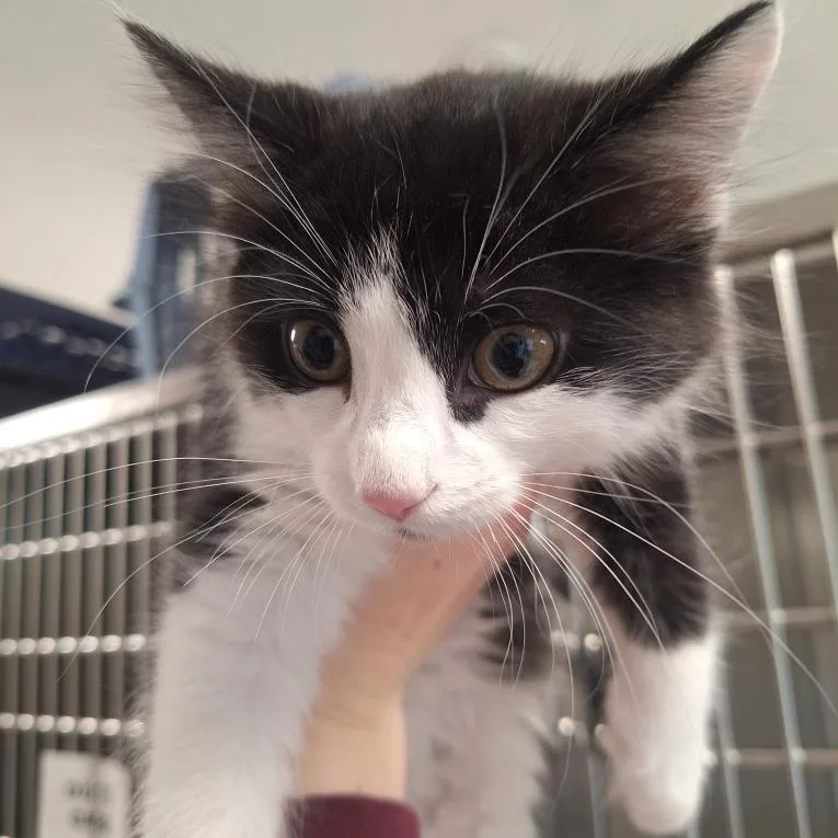 A baby small-sized male Black Domestic Medium Hair cat named Broccoli for adoption in Attica, NY