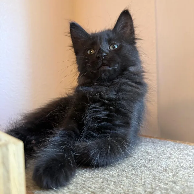 A baby medium-sized male Black Domestic Long Hair cat named Paul for adoption in Bismarck, ND