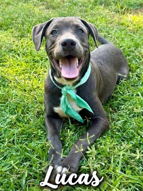 A baby large-sized male American Bully dog named Lucas for adoption in Zimmerman, MN