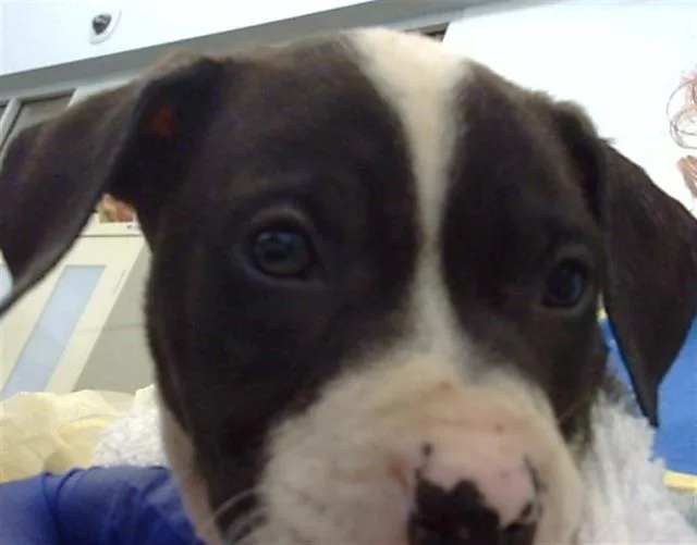 A baby medium-sized female Mixed Breed dog named Zuri for adoption in Dallas, TX