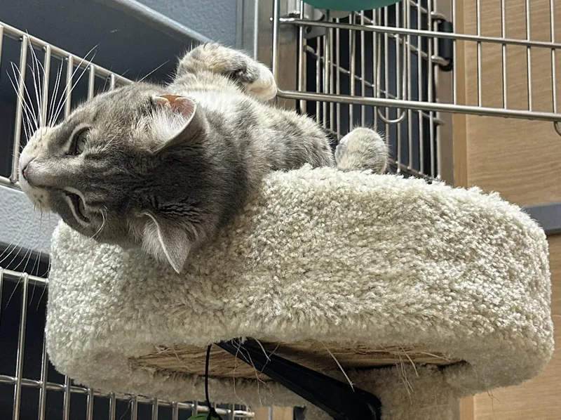 A young medium-sized female Tabby (Gray / Blue / Silver) Domestic Short Hair cat named Silver for adoption in Salem, NH
