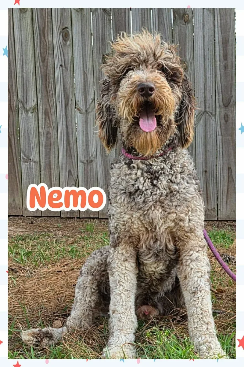 Nemo