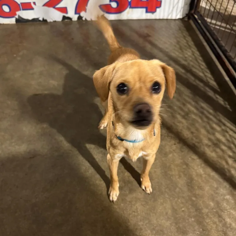 A young small-sized male Brown / Chocolate Chihuahua dog named Miles for adoption in Newberg, OR