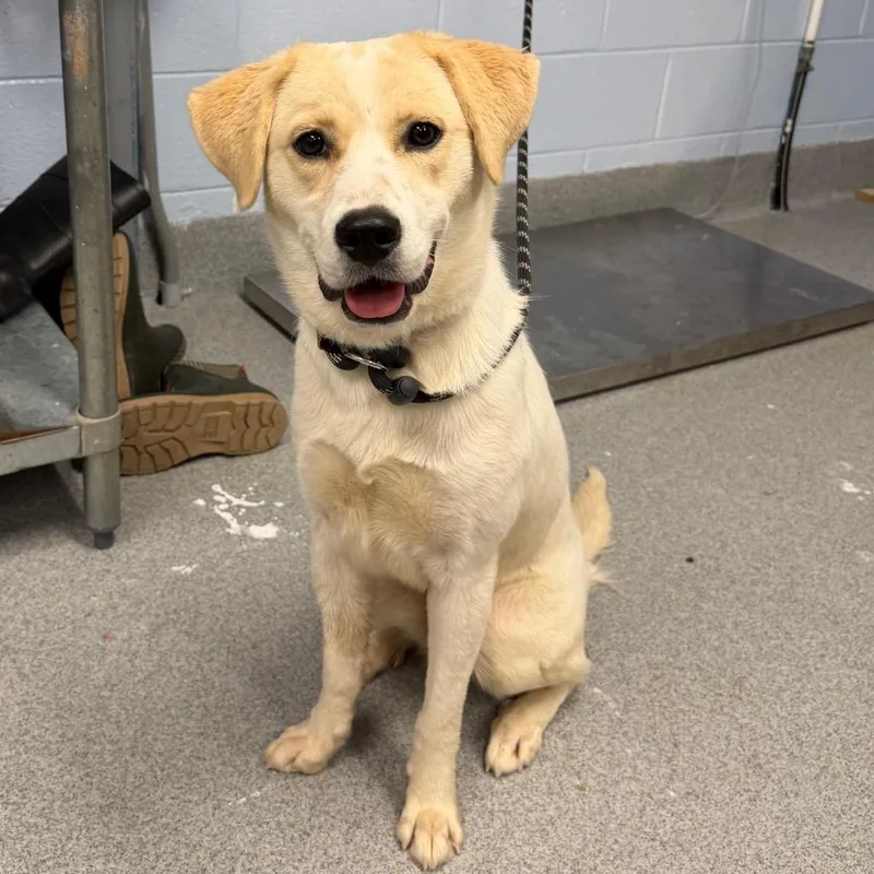 A young medium-sized female White / Cream Mixed Breed dog named Pretzel for adoption in Martinsville, VA
