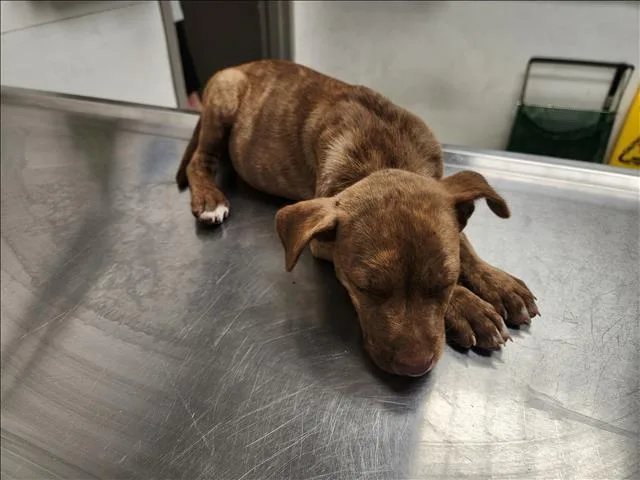 A baby small-sized female Staffordshire Bull Terrier dog named Daisy for adoption in Los Angeles, CA