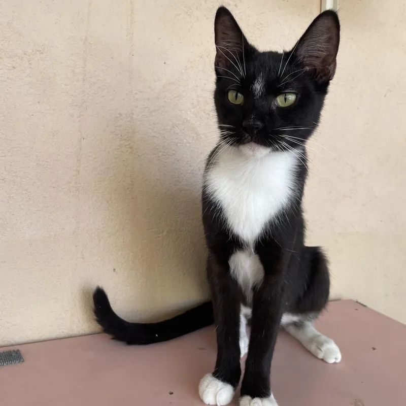 A young medium-sized female Black Domestic Short Hair cat named Diamante for adoption in Laredo, TX