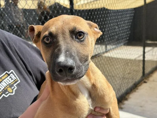 A baby small-sized female German Shepherd Dog dog named Marigold for adoption in Tulsa, OK