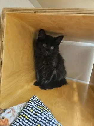 A baby small-sized male Domestic Long Hair cat named Windsor for adoption in Bellevue, WA
