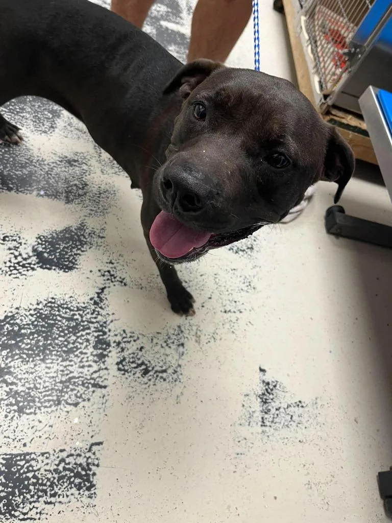 A young large-sized female Pit Bull Terrier dog named Domino for adoption in Lavonia, GA