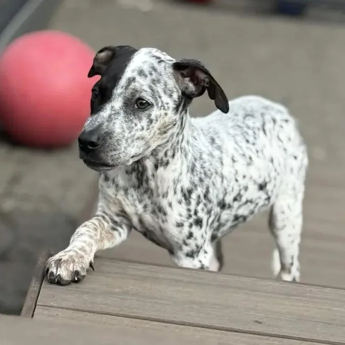 A baby medium-sized female Australian Cattle Dog / Blue Heeler dog named Kia for adoption in Mount Vernon, WA