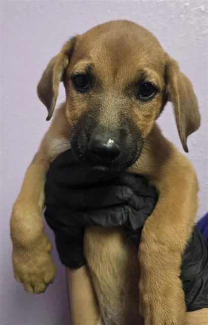 A baby small-sized male Brown / Chocolate Mixed Breed dog named Sailor Mars for adoption in El Paso, TX