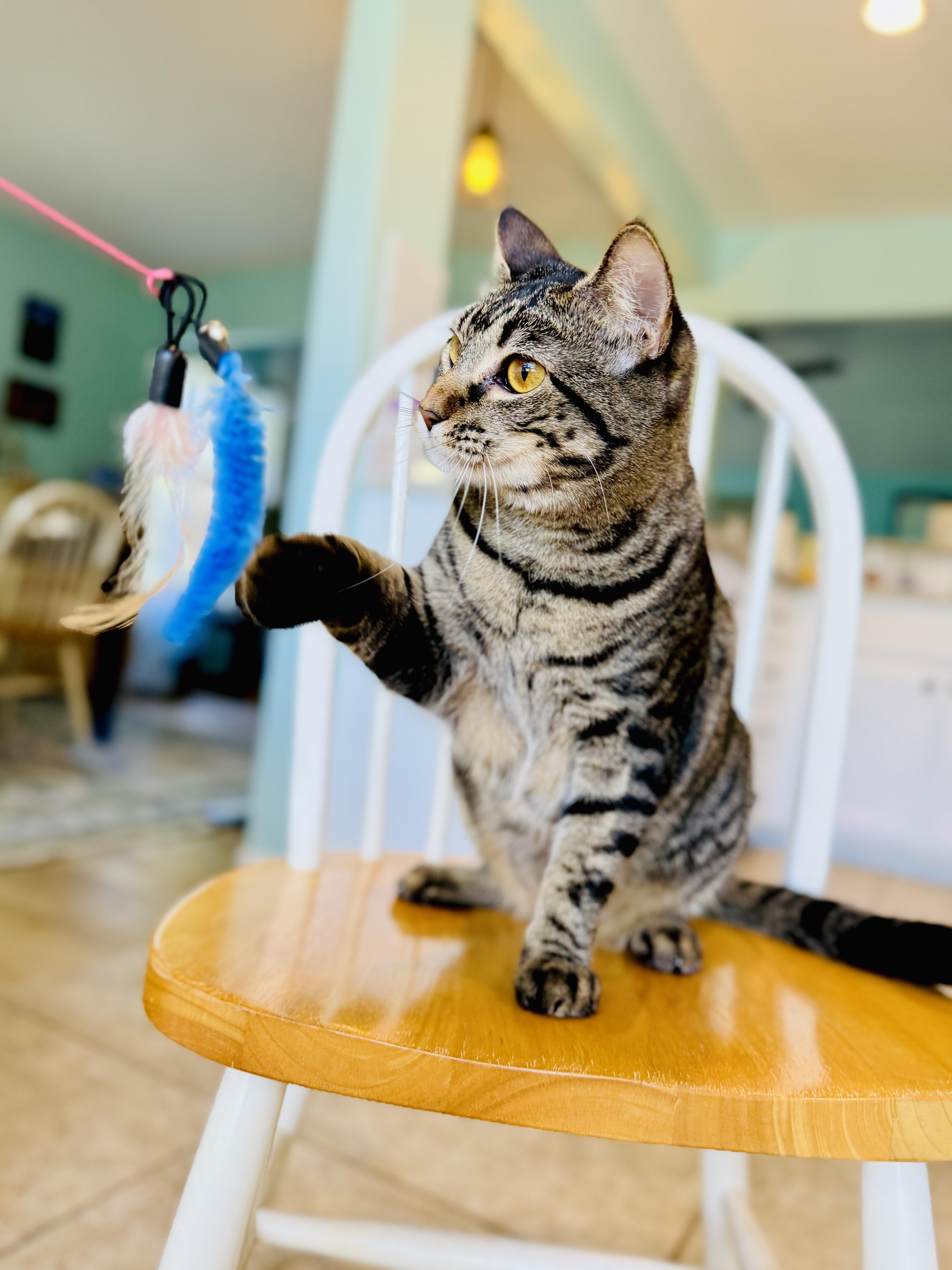 A young medium-sized female Tabby cat named Juneau for adoption in Keller, TX