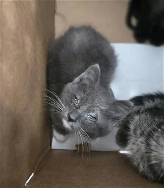 A baby medium-sized male Domestic Short Hair cat named Martinez for adoption in Dallas, TX