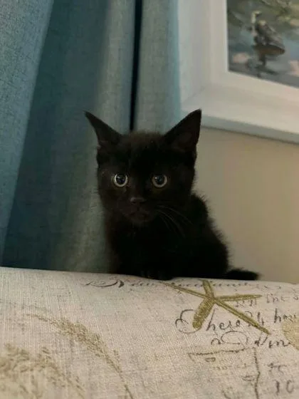 A baby small-sized male Domestic Short Hair cat named Carolina Reaper for adoption in Hobart, IN