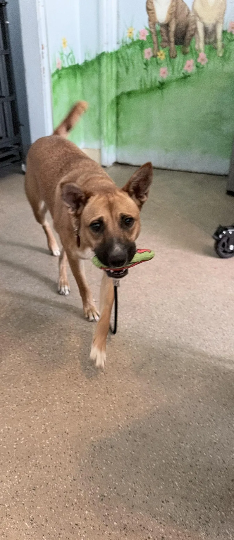A young medium-sized female Shepherd dog named Tawny V for adoption in Fresno, CA