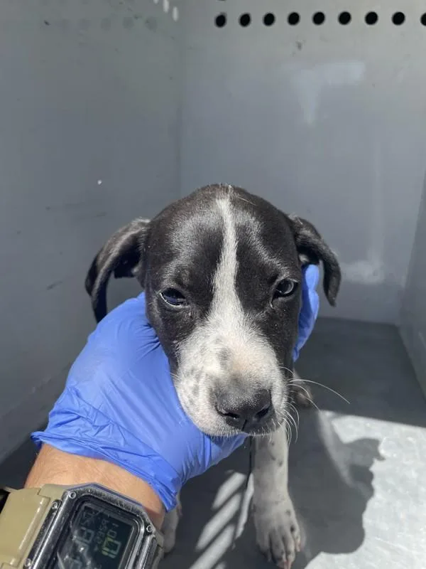 A young medium-sized female Pit Bull Terrier dog named Pudgy for adoption in Victorville, CA
