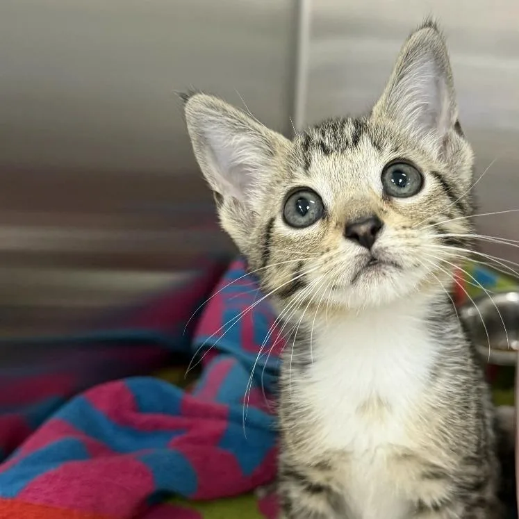 A baby small-sized female Brown / Chocolate Domestic Short Hair cat named Muffin for adoption in Jupiter, FL