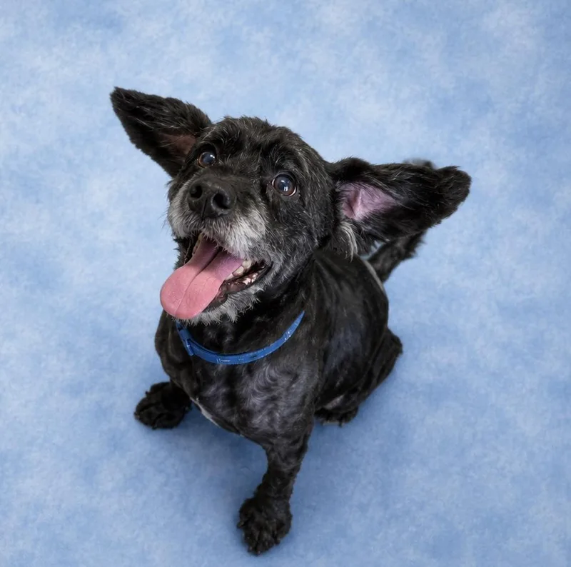 Ronald thumbnail 2