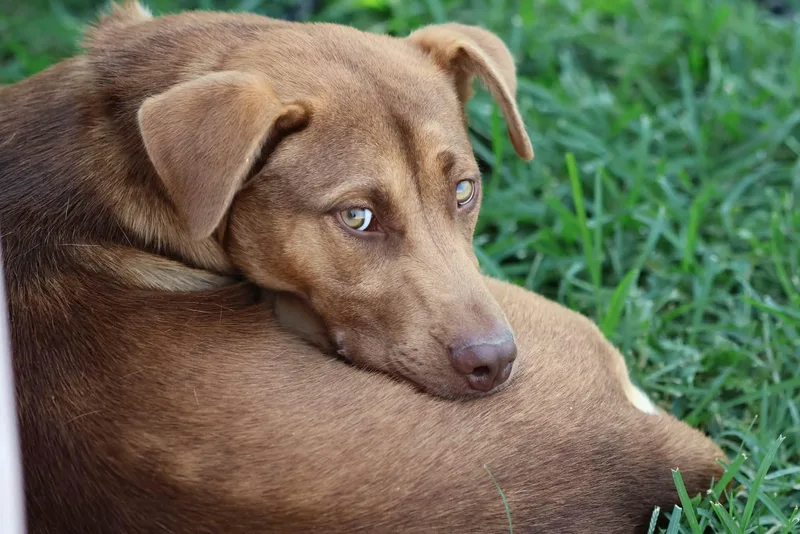 Carmello  In Portland thumbnail 2