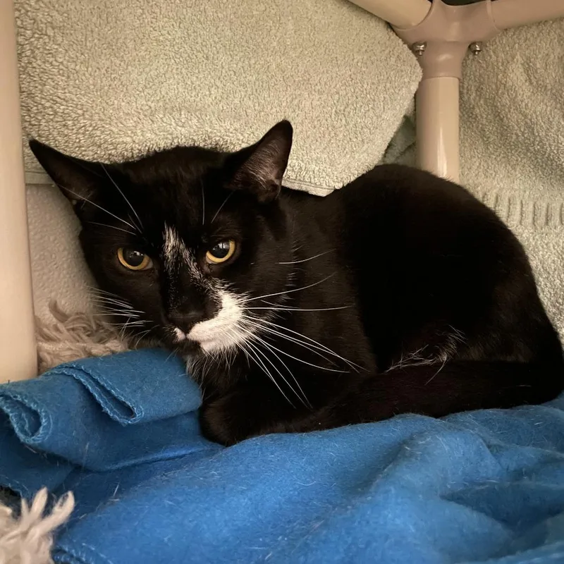 An adult large-sized male Black Domestic Short Hair cat named Tobi for adoption in Saint Charles, MO