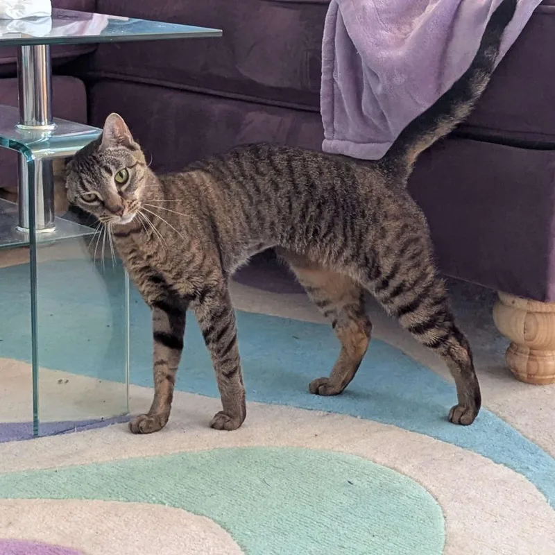 Skittles thumbnail 2