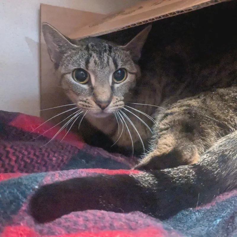 Skittles thumbnail 3