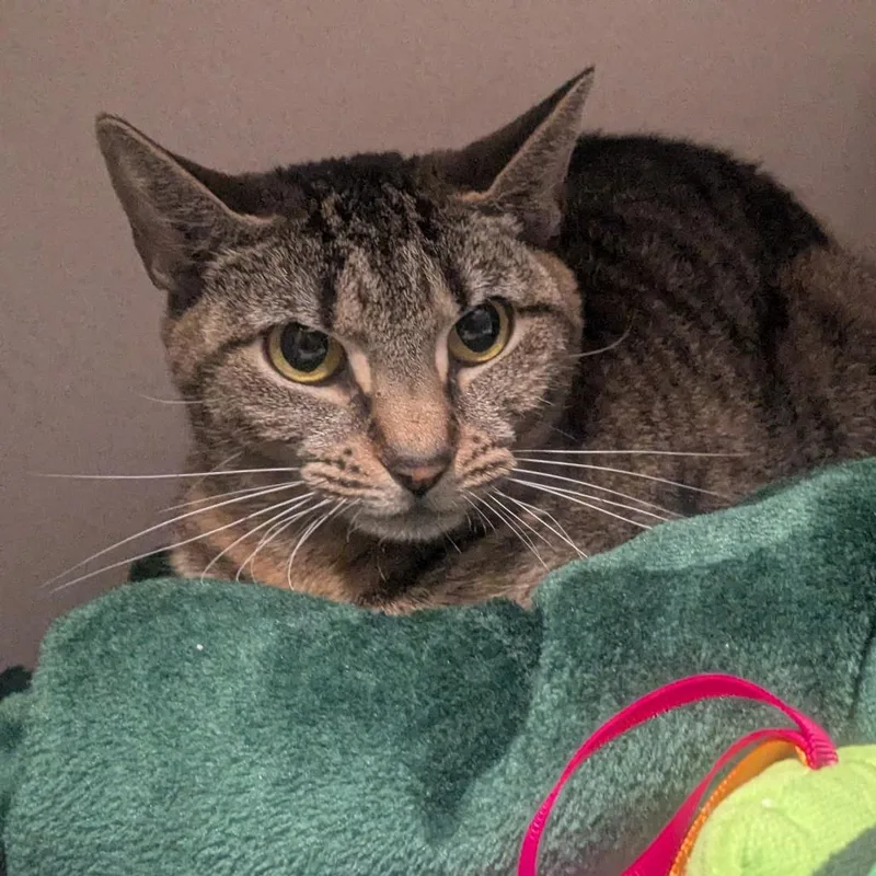 Skittles thumbnail 5