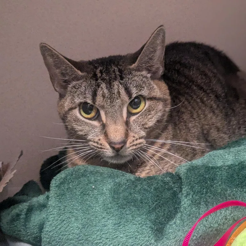 Skittles thumbnail 6