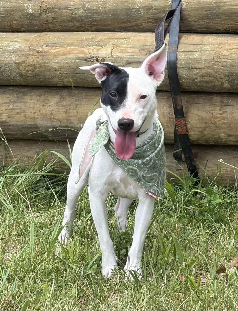A young small-sized female Bull Terrier dog named Jasmine for adoption in Thibodaux, LA