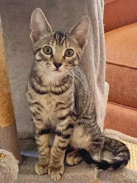 A baby small-sized female Domestic Short Hair cat named Cardi B for adoption in Mission Viejo, CA