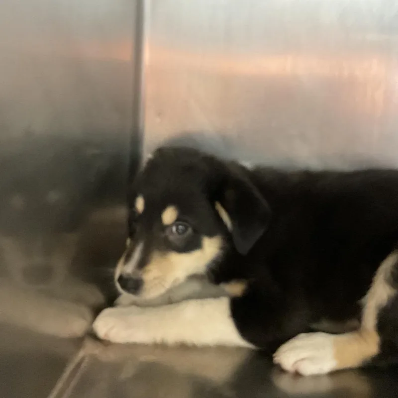 A baby small-sized female Black Mixed Breed dog named Toast for adoption in St Joseph, MO