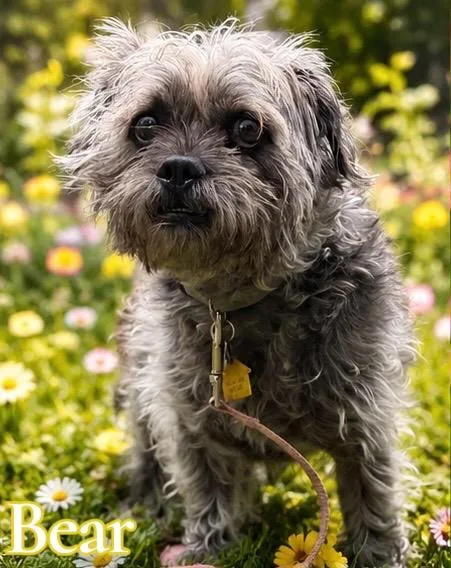 Bentley