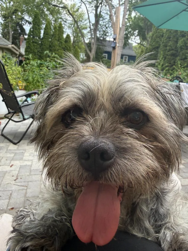 Bentley thumbnail 2