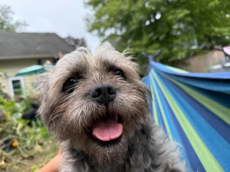 Bentley thumbnail 3