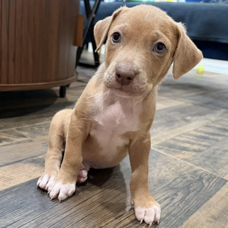 Simba