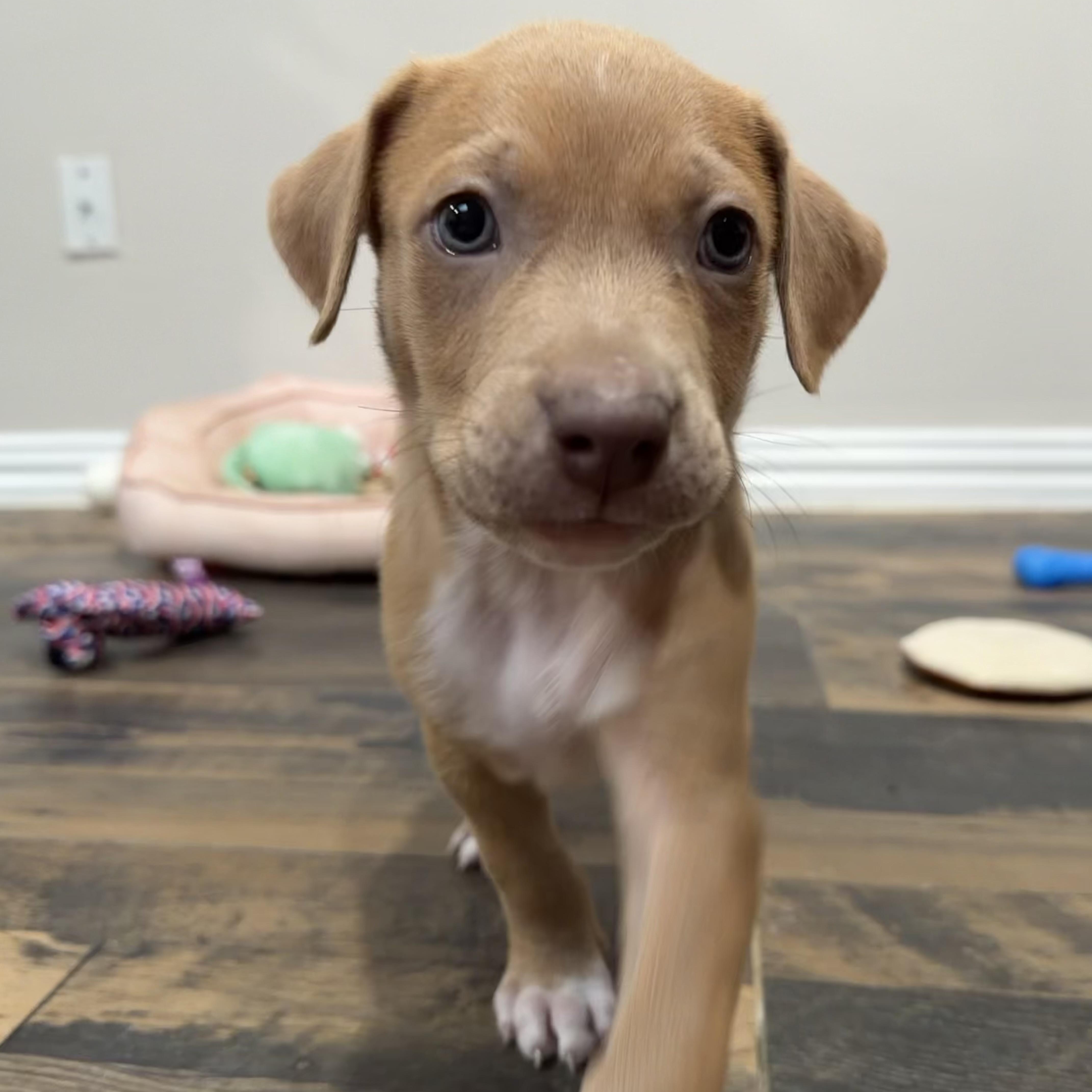 Simba thumbnail 5