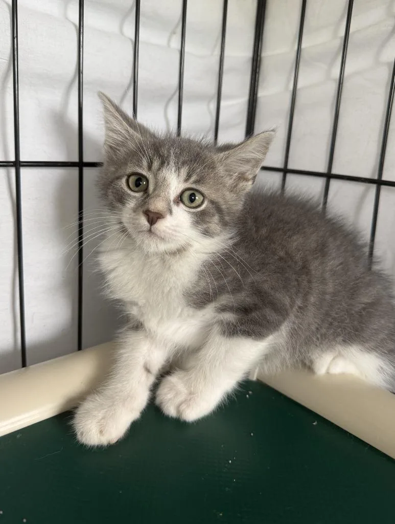 A baby small-sized male Domestic Short Hair cat named Gib for adoption in Hartford City, IN