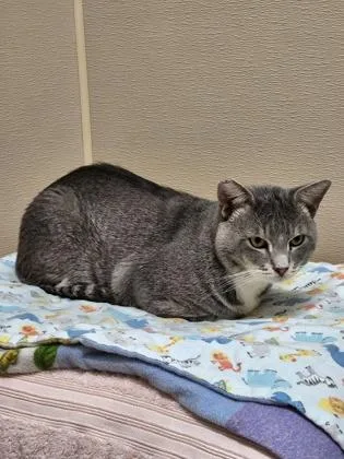 An adult small-sized male Domestic Short Hair cat named Ghost for adoption in Roseville, CA