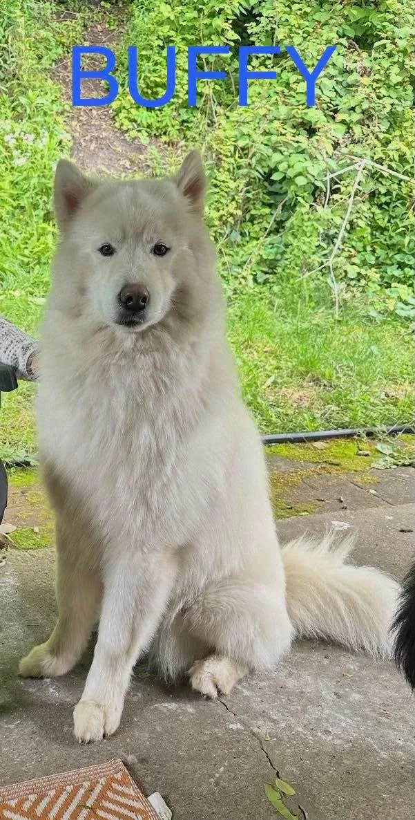 A young large-sized male White / Cream Alaskan Malamute dog named Buffy for adoption in White Oak, PA