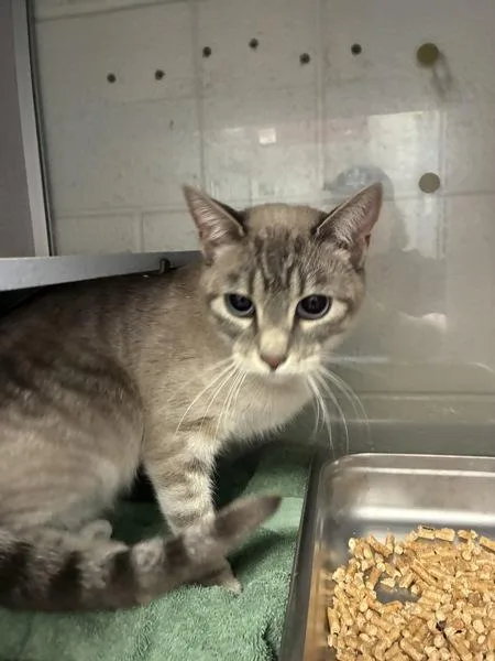 An adult small-sized female Domestic Short Hair cat named Beehive for adoption in Salt Lake City, UT