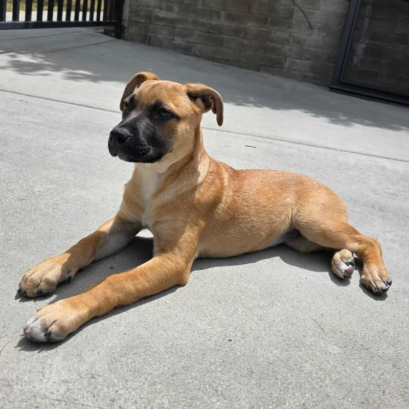 A young medium-sized female Brown / Chocolate Mixed Breed dog named Cashew for adoption in Escondido, CA