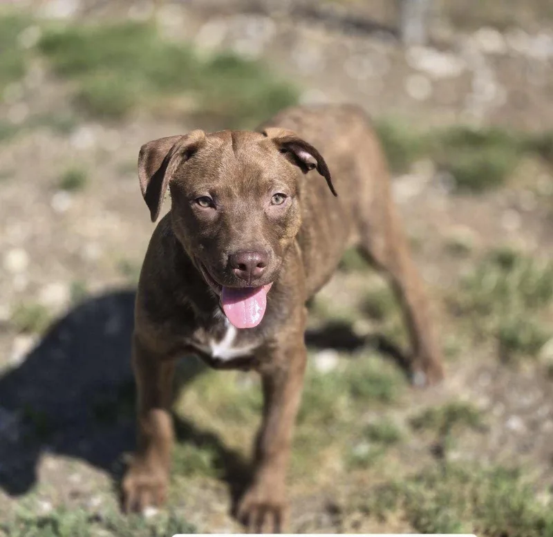 A young medium-sized male Mixed Breed dog named Buzz for adoption in Chatsworth, GA